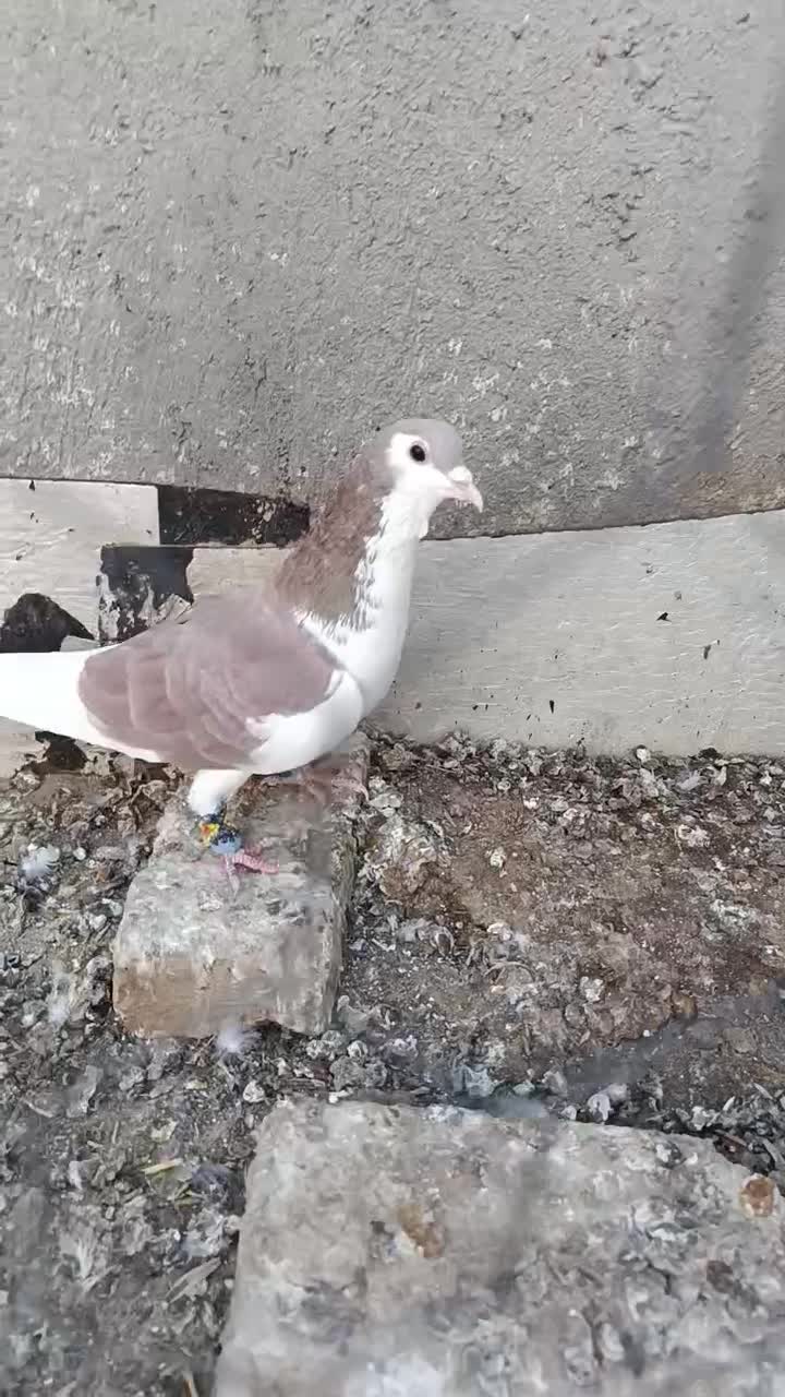 صده نر.|پرنده|سبزوار, شرق کال جنوبی (شمس آبادی)|دیوار