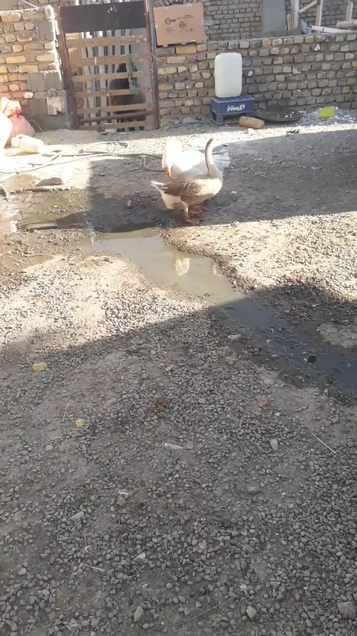 ۲عددغوغاز اوکراینی نر وماده جفت تخم|حیوانات مزرعه|مشهد, تبادکان|دیوار