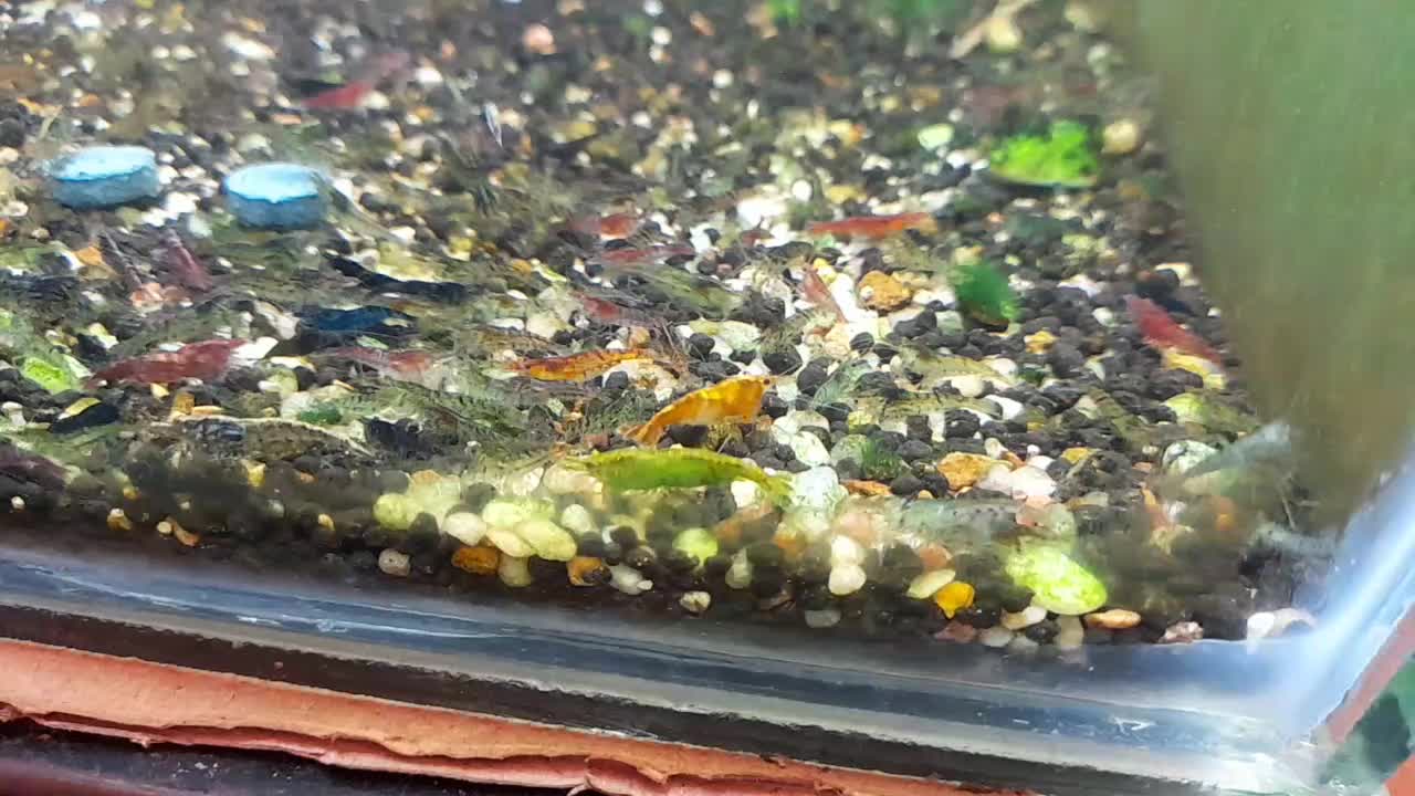 حراج شریمپ یا میگو|ماهی|دوگنبدان, |دیوار