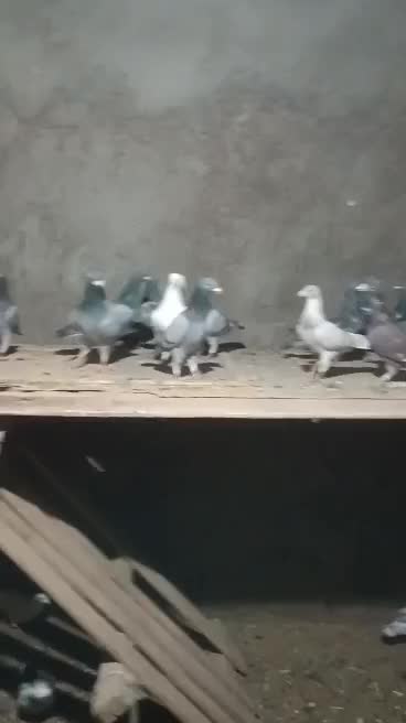 کبوتر مسافتی پلاکی|پرنده|حمیدیا, |دیوار