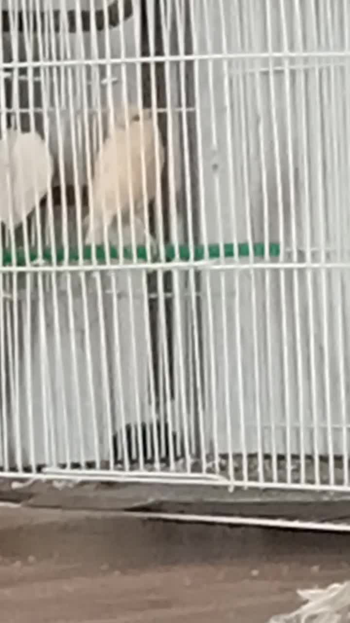 قناری نر آوازخوان|پرنده|گرگان, |دیوار