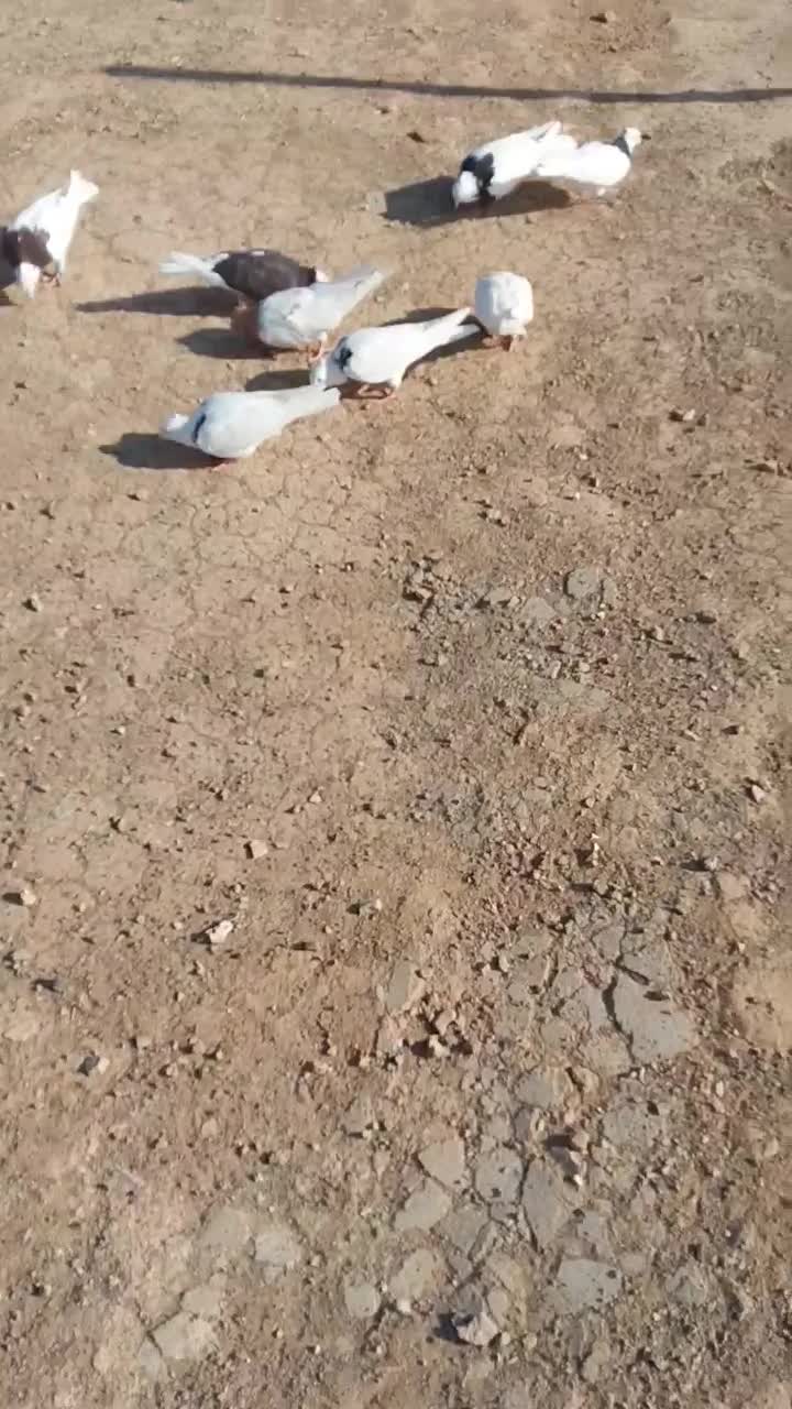 کفتر|پرنده|مشهد, شهرک بهارستان|دیوار