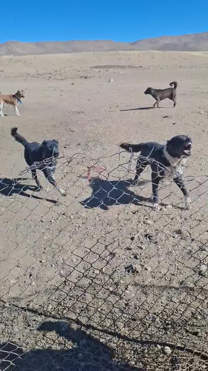 سگ عالی خر خوب گله ای معاوضه هم میشود|حیوانات مزرعه|آباده, |دیوار