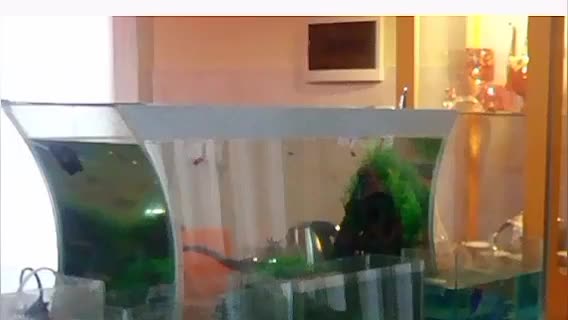 آکواریوم طرح مقعر زیبا + وسایل|ماهی|مشهد, کوثر|دیوار