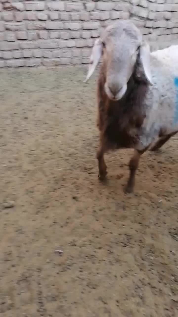 فروش بره چینی مناسب قوچ و پلوار|حیوانات مزرعه|بیرجند, |دیوار