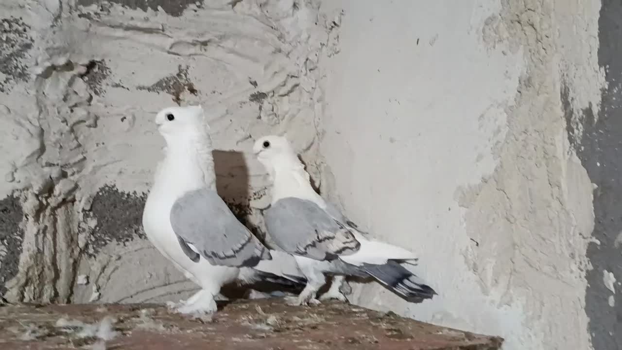 کبوترپروانه ابی|پرنده|دهدشت, |دیوار