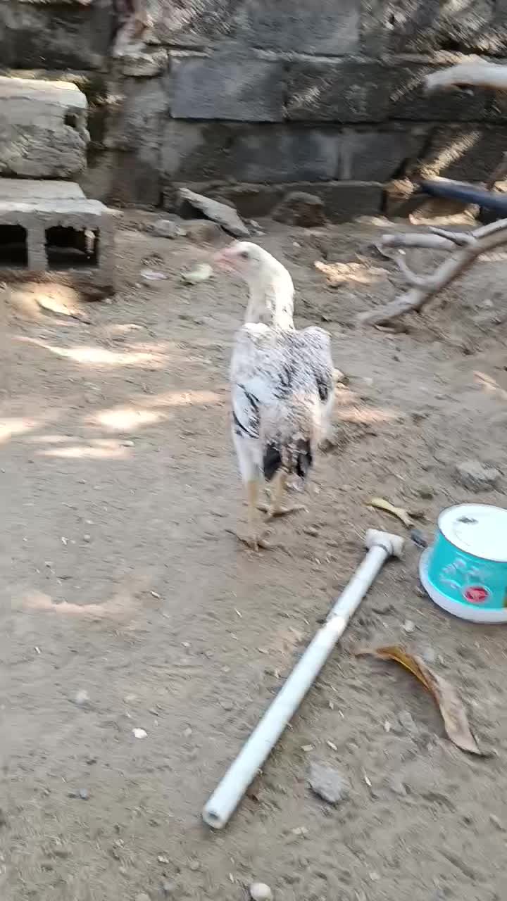 مرغ وخروس|حیوانات مزرعه|میناب, |دیوار