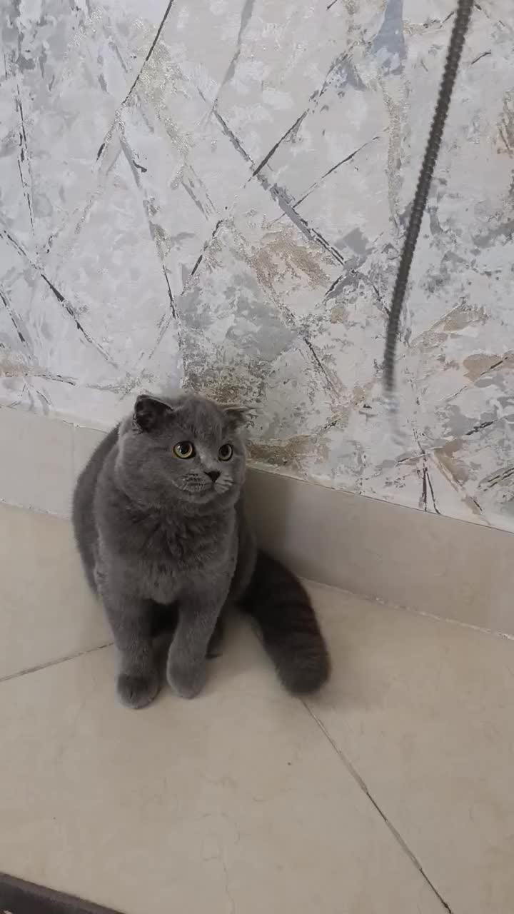 بچه گربه اسکاتیش بلو ( دختر) چهار ماهه|گربه|بندرعباس, |دیوار