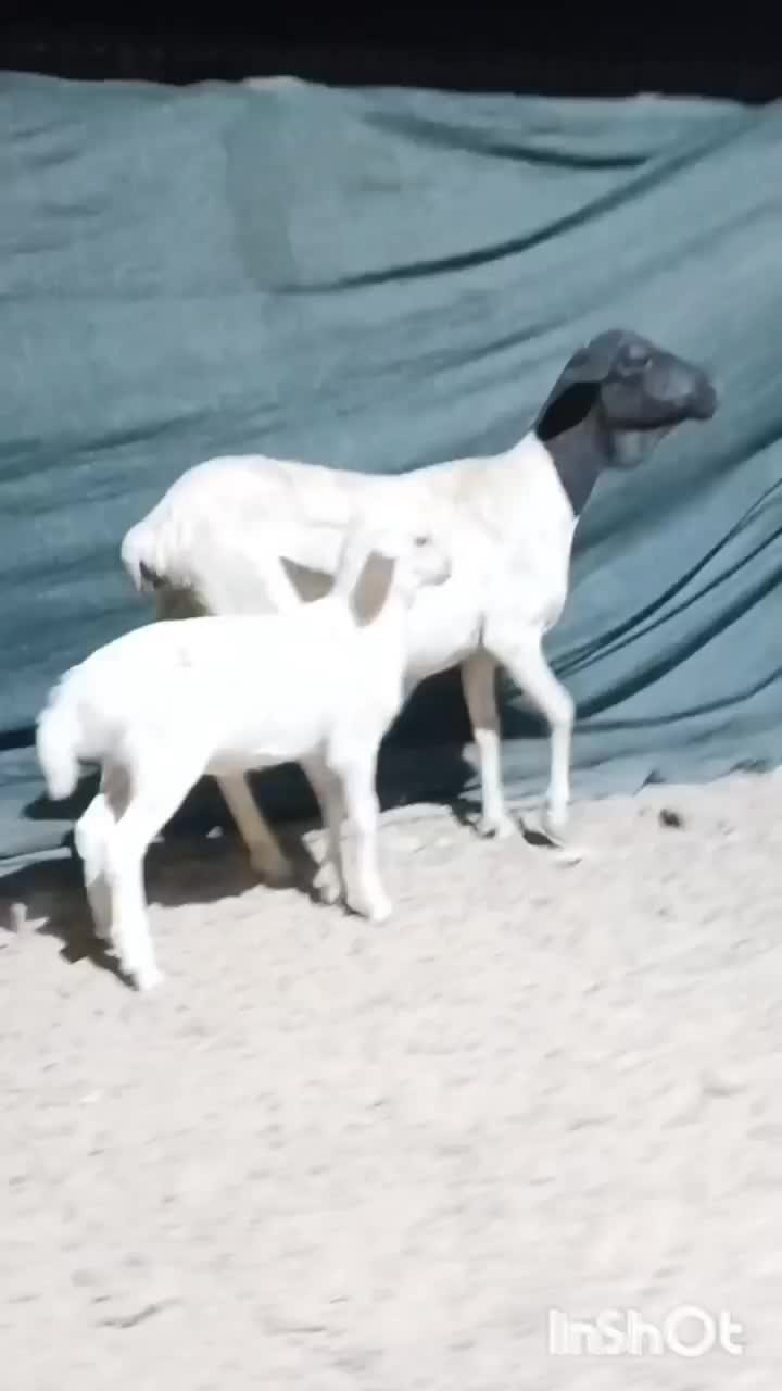 میش صومال بابره نر|حیوانات مزرعه|بندرعباس, |دیوار