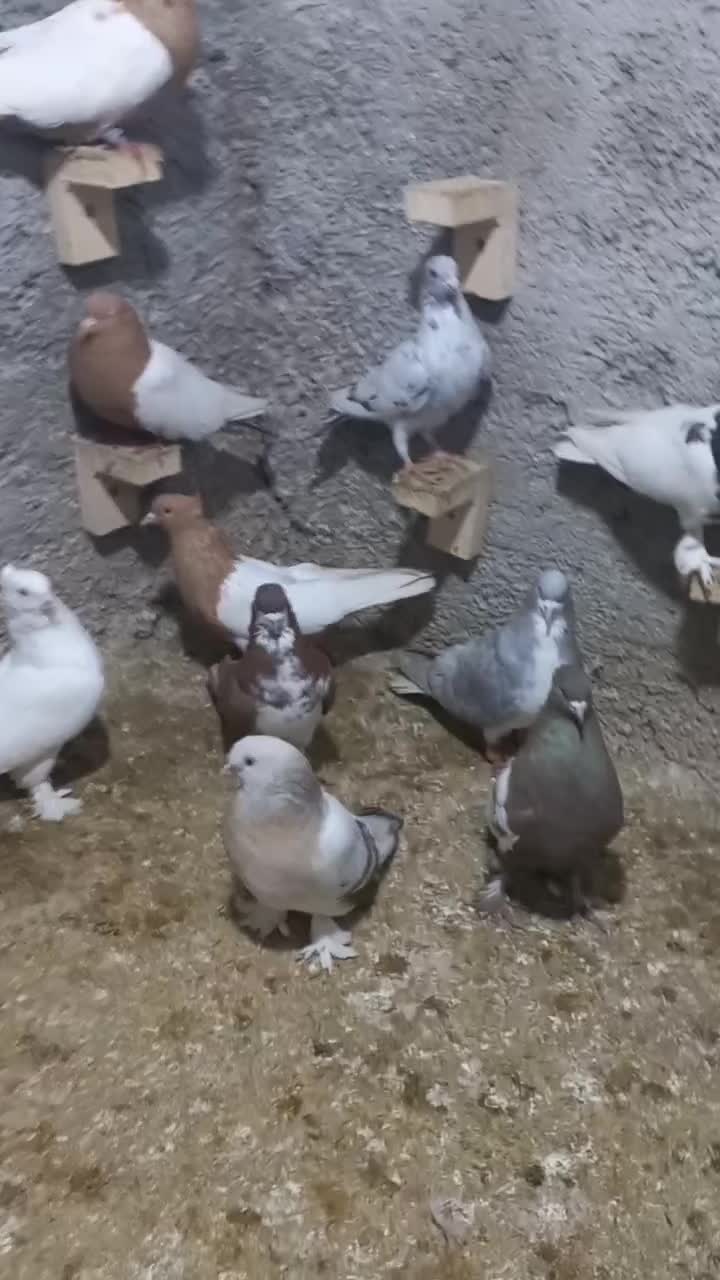 تعدادی رنگی|پرنده|شیراز, کوشک میدان|دیوار