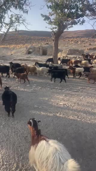 گله بزمحلی . زرند|حیوانات مزرعه|کرمان, |دیوار