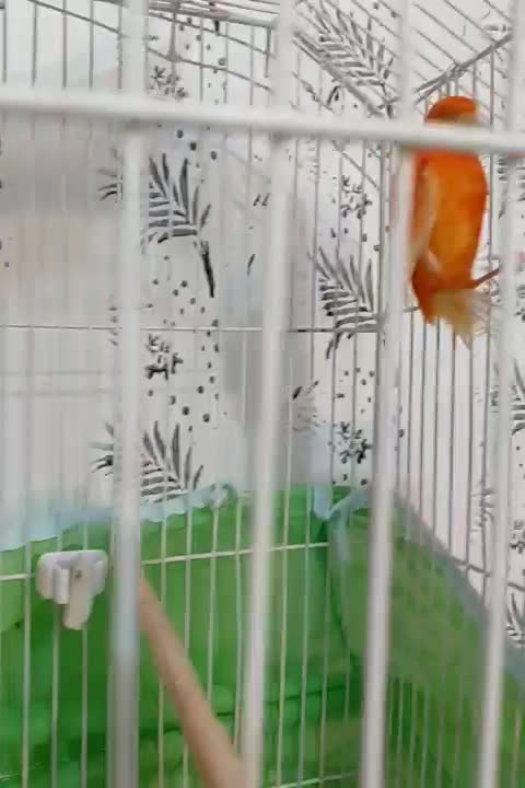 قناری|پرنده|سیرجان, |دیوار