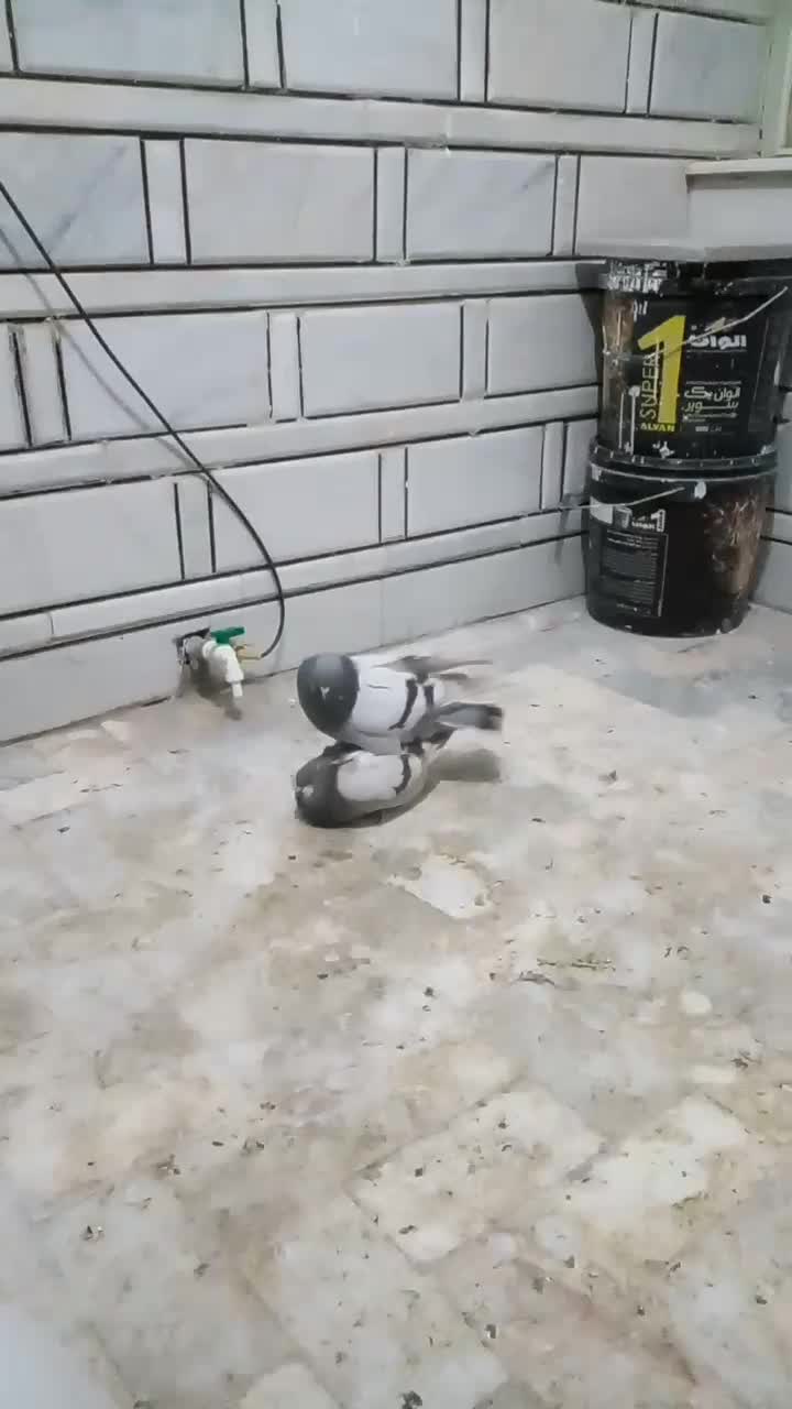 کبوتر گم شده|پرنده|ازنا, |دیوار