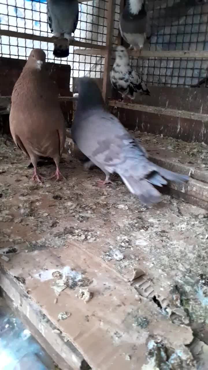 کبوتر|پرنده|رشت, حومه رشت|دیوار