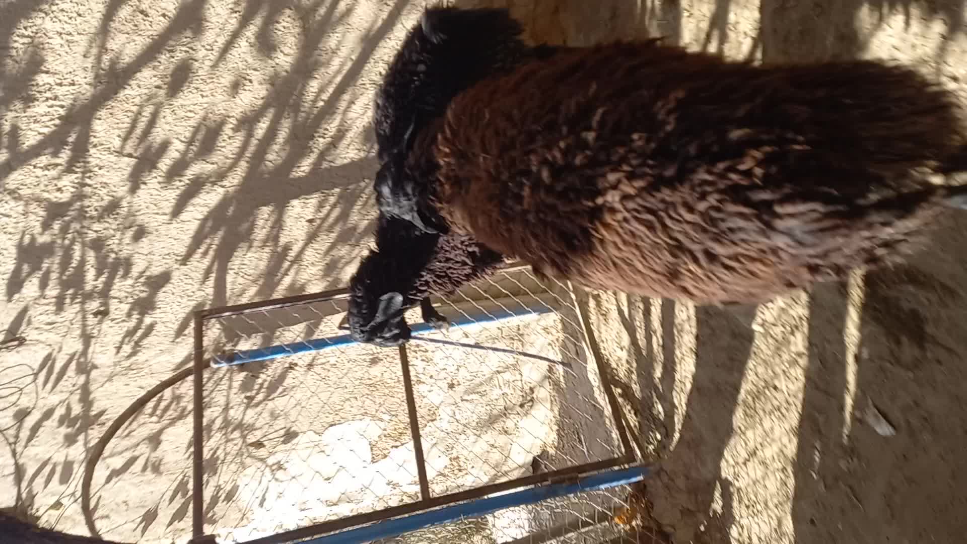 فروش بره نر ..فقط نقد|حیوانات مزرعه|گلپایگان, |دیوار