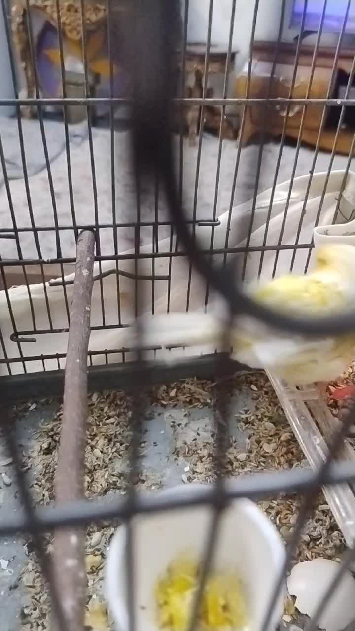 قناری ماده آماده آماده ،طلایی نژاد کرست اروپایی|پرنده|ری, شهید بهشتی|دیوار