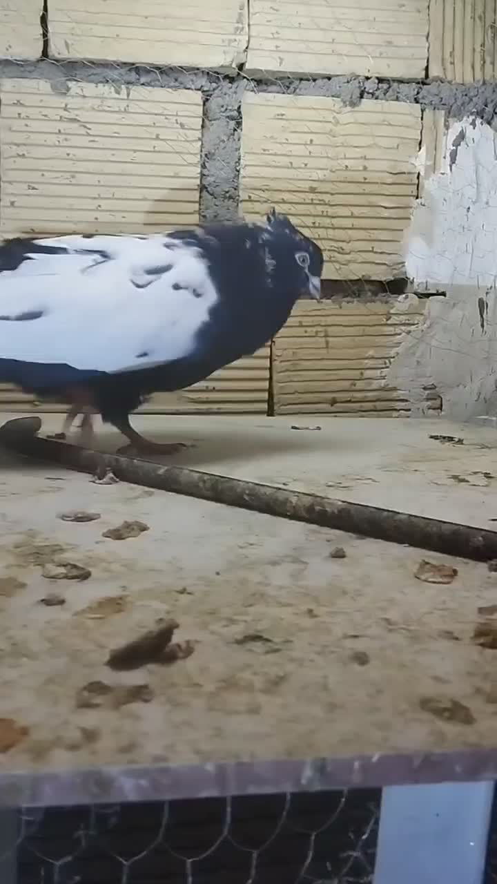 پرنده کبوتر سیاه|پرنده|خرم‌آباد, |دیوار