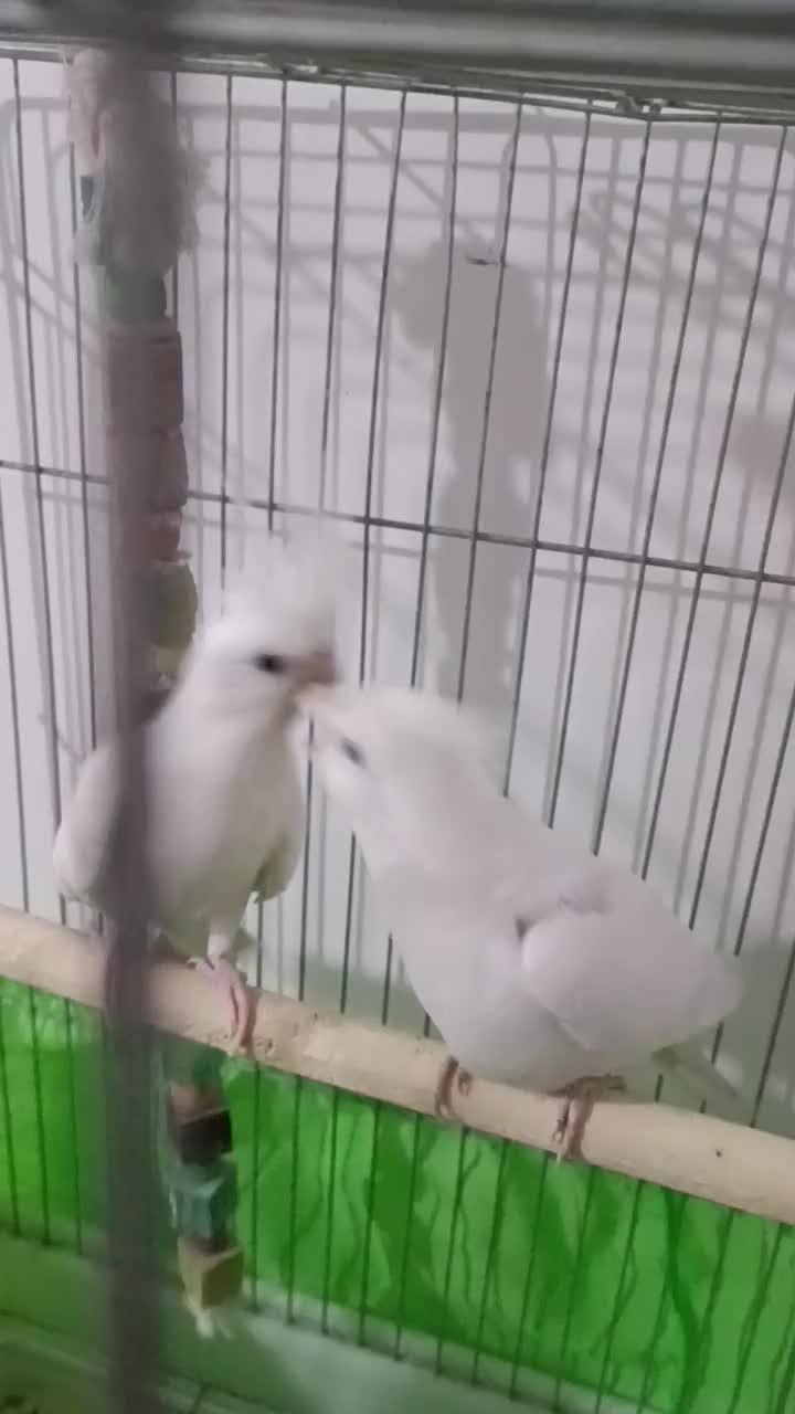 جفت عروس مولدبا یک جوجه دوکت|پرنده|شهریار, شهرک امیریه|دیوار