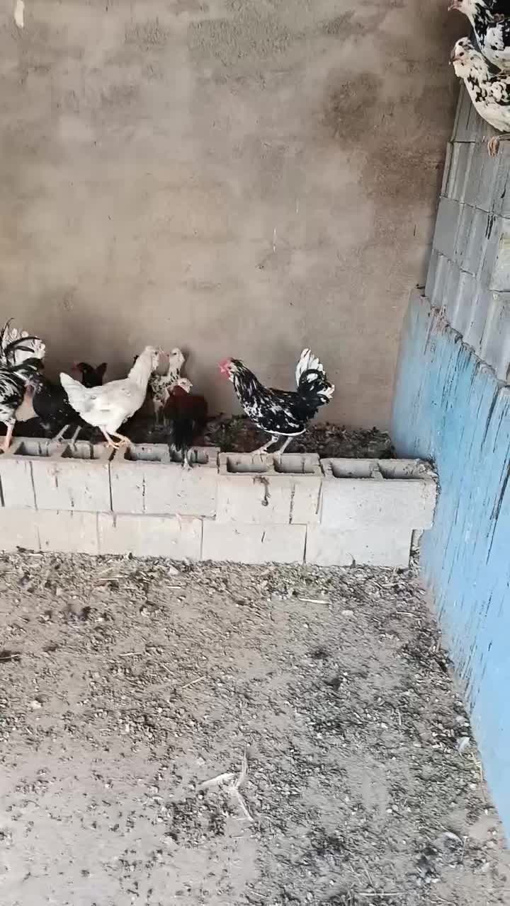 تخم مرغ گلین|حیوانات مزرعه|زرقان, |دیوار