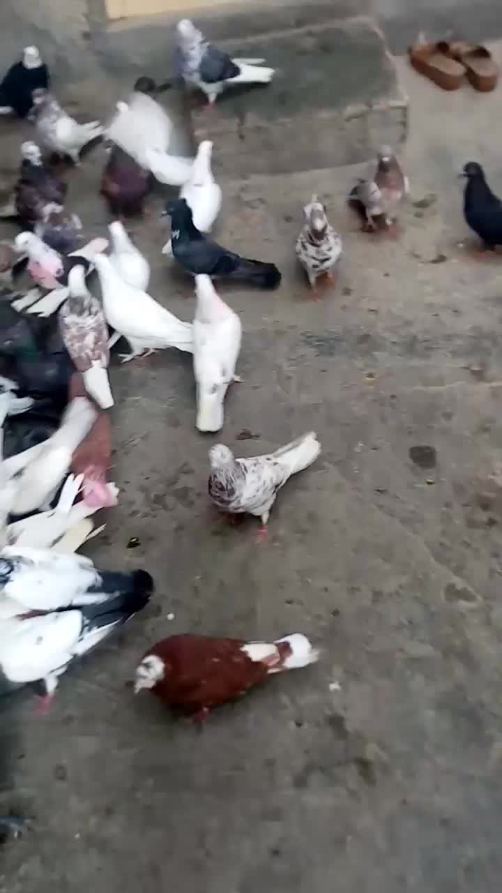 کفتر کبوتر پرشی|پرنده|بندرعباس, |دیوار