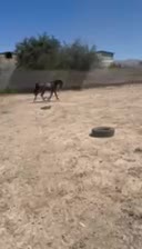 فروش اسب|اسب و تجهیزات اسب‌سواری|کازرون, |دیوار