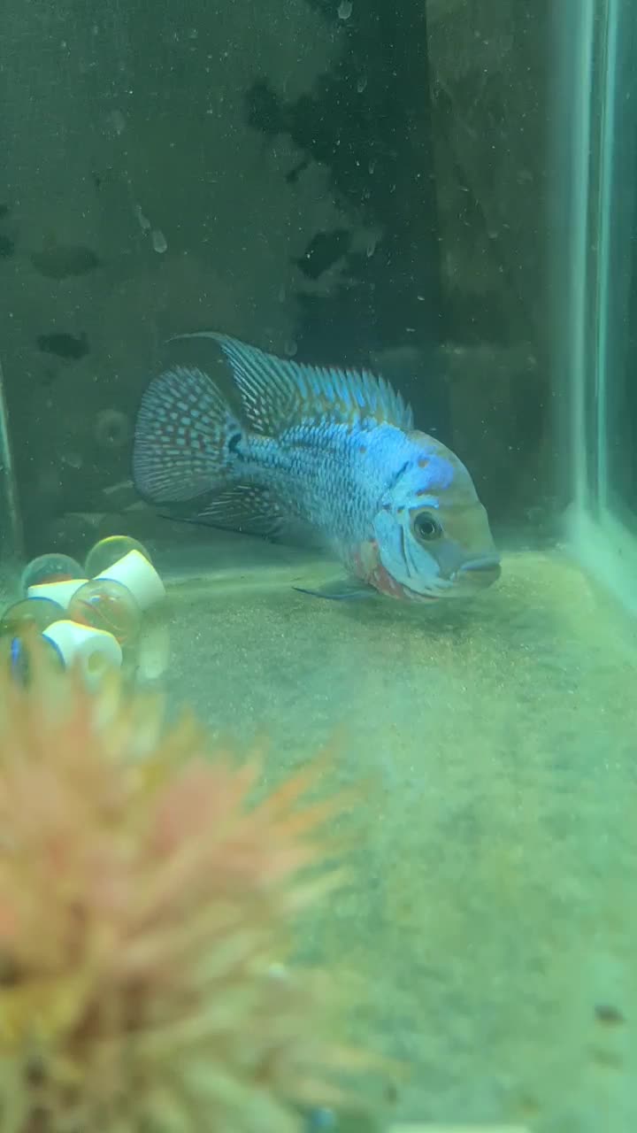 دو عدد کانفا بلو و رد|ماهی|ری, دولتآباد|دیوار