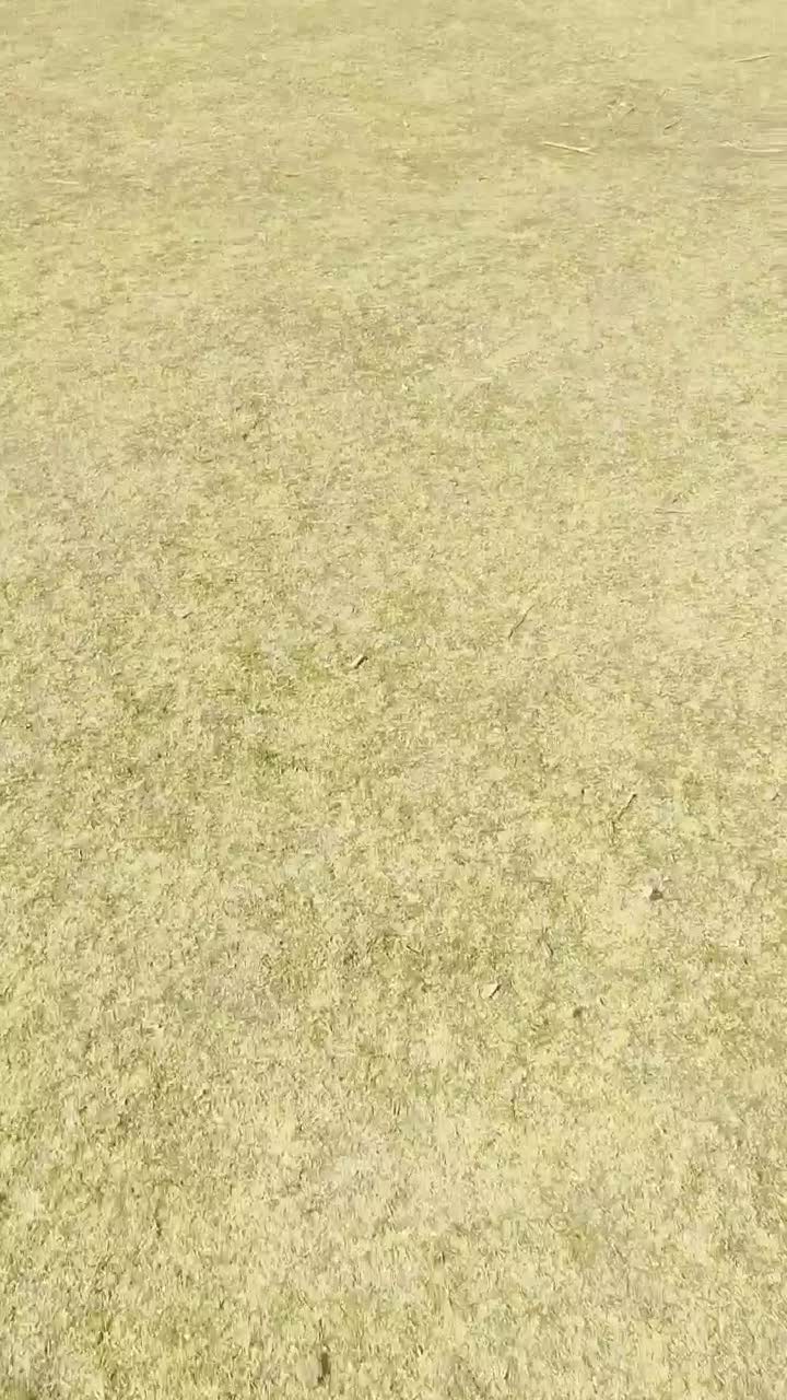 خرید فروش|اسب و تجهیزات اسبسواری|سپیدان, |دیوار