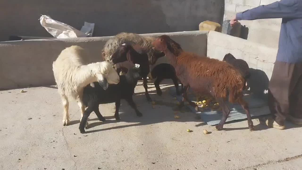 میش بره|حیوانات مزرعه|دورود, |دیوار