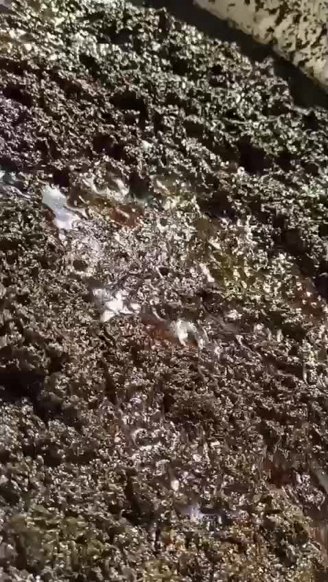 سبزیجات آماده با پایین ترین قیمت|خوردنی و آشامیدنی|کرج, شهرک بنفشه|دیوار