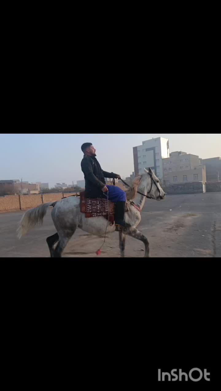 اسب|اسب و تجهیزات اسب‌سواری|شبستر, |دیوار