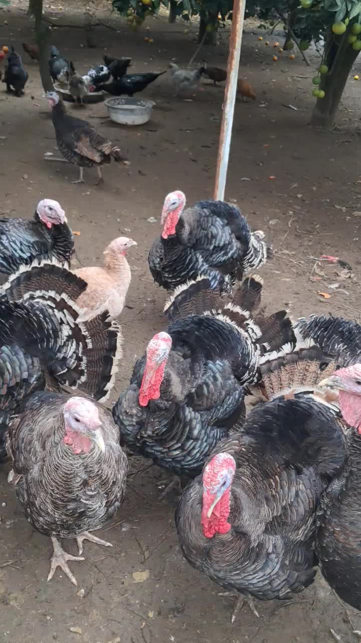 بوقلمون|حیوانات مزرعه|چابکسر, |دیوار