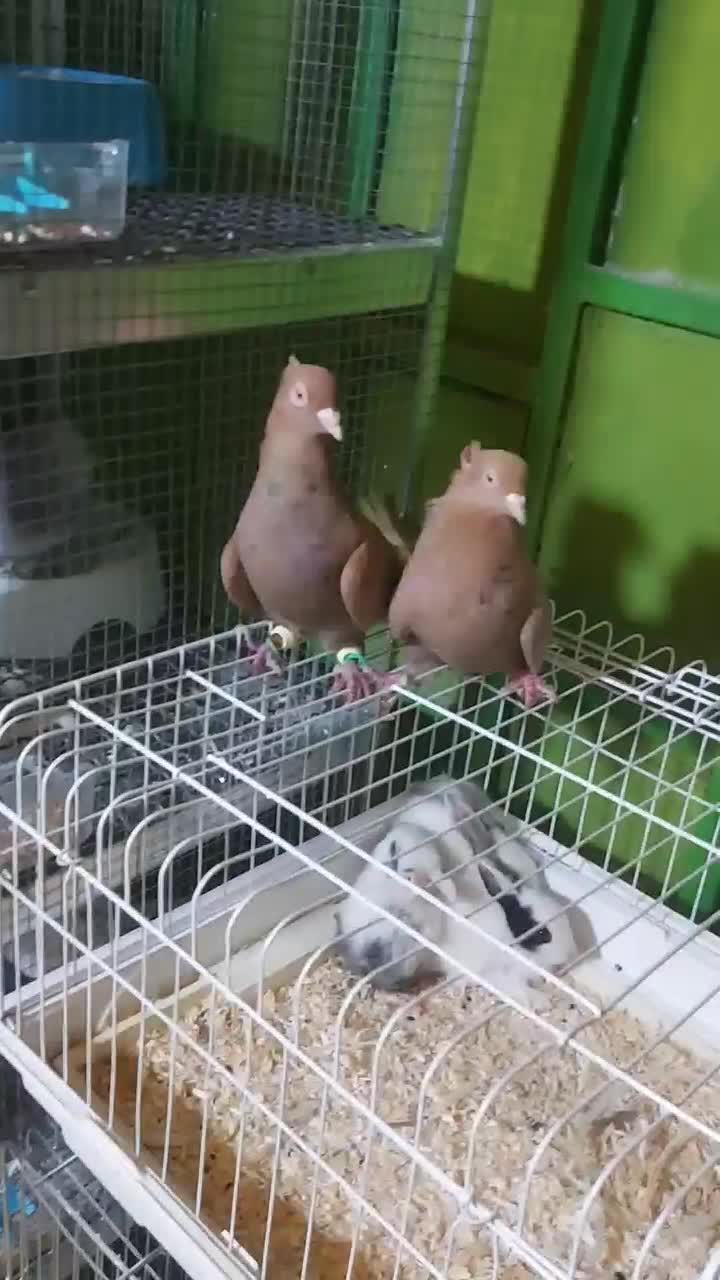 کفتر بی عیب|پرنده|شیراز, شهرک ولیعصر|دیوار