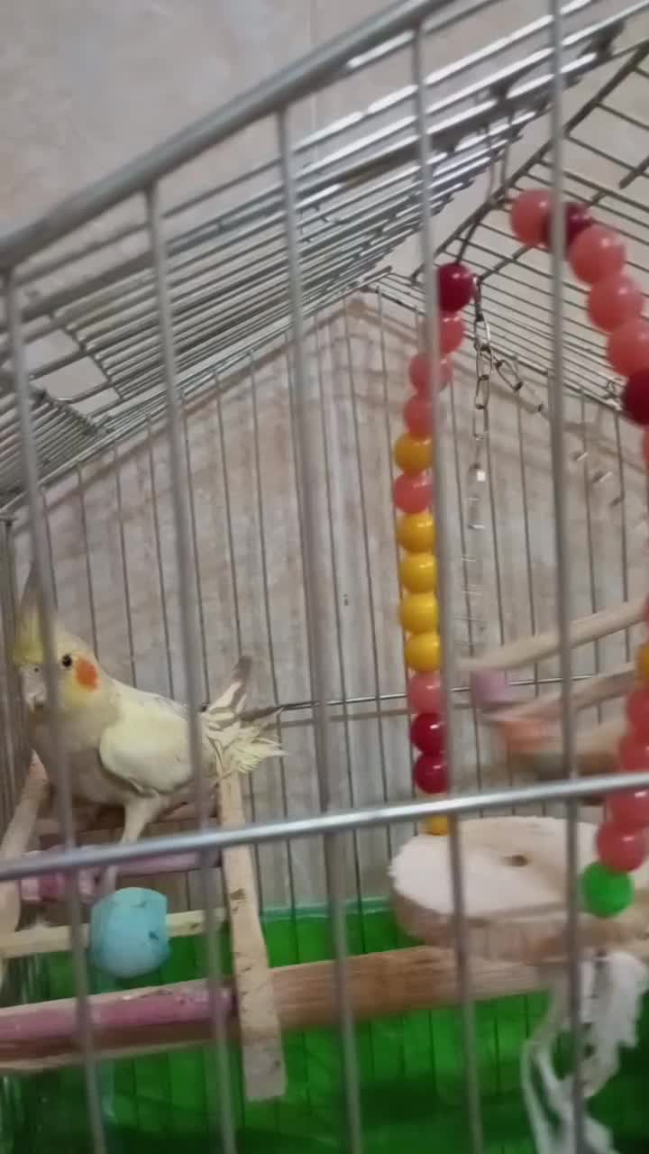 عروس|پرنده|قم, کلهری|دیوار