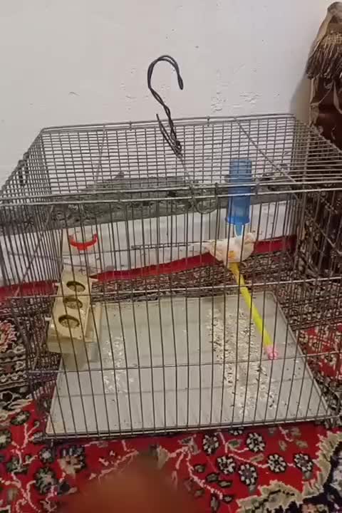 ماده|پرنده|زرین دشت (همدان), |دیوار