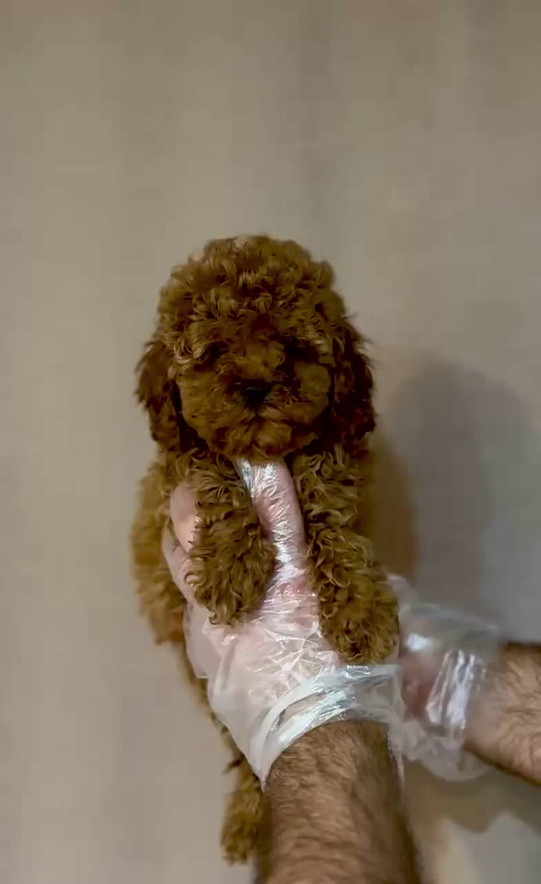 تاینی توی پودل و پودل وارداتی|سگ|تهران, فرحزاد|دیوار