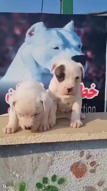 دوگو|سگ|تهران, اکباتان|دیوار