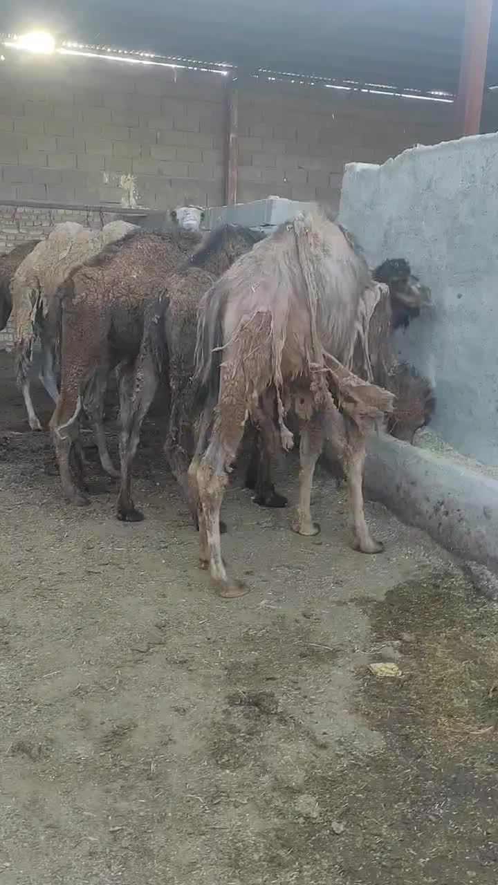 شتر|حیوانات مزرعه|شهر ری, شهید بهشتی|دیوار