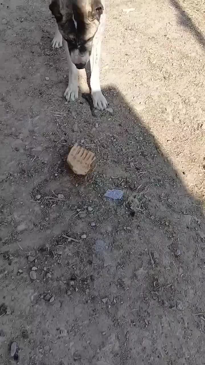 سگ برای نگهبانی|سگ|زاوه, |دیوار