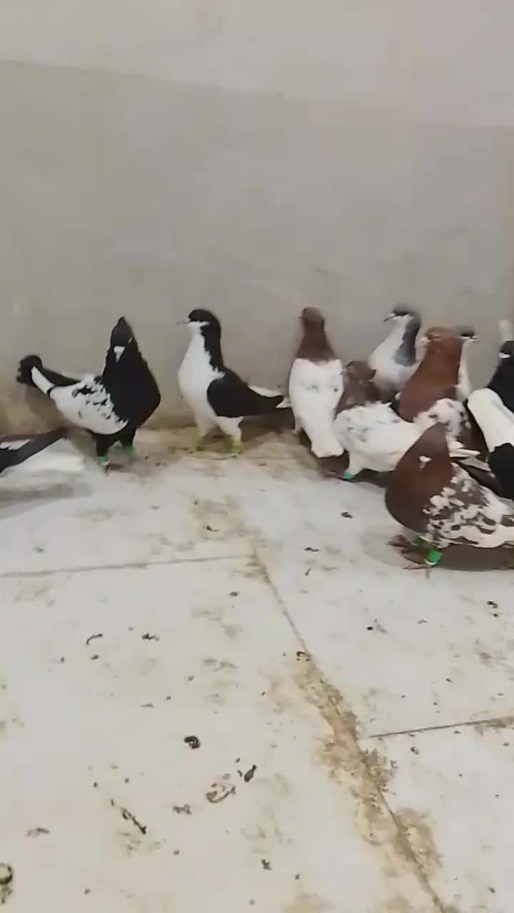 ادرس قزوین الوند|پرنده|الوند, |دیوار