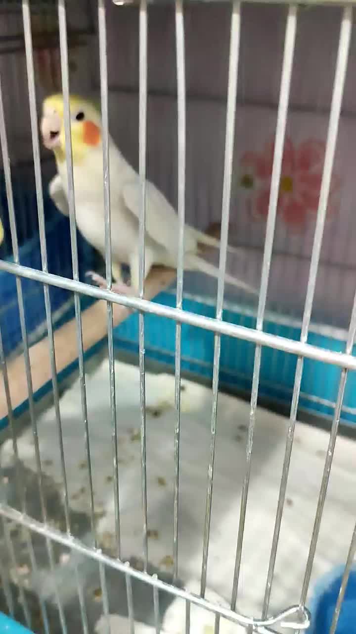 عروس هلندی نر لوتینو دستی سخنگو|پرنده|اصفهان, شاهد|دیوار