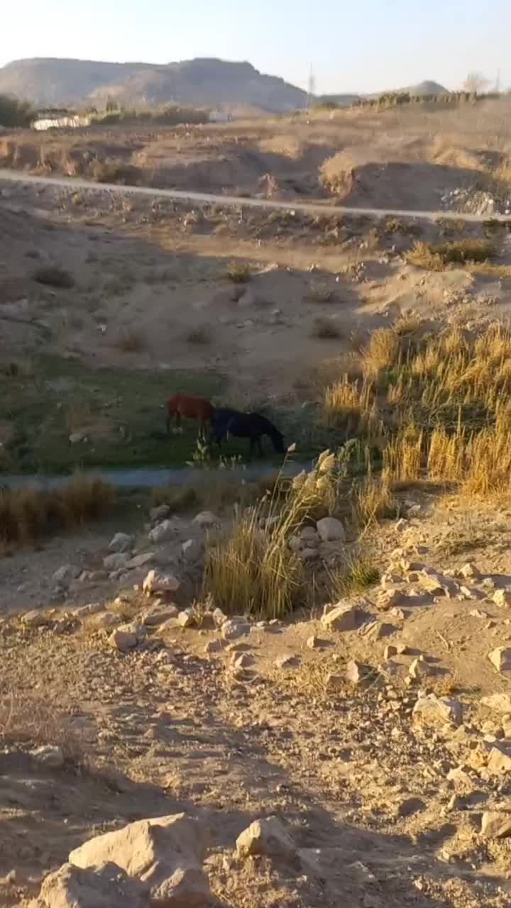 مادیون کره فروشی|اسب و تجهیزات اسبسواری|بومهن, |دیوار