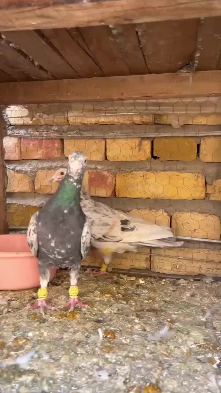 هفت رنگ خطی لکه ای|پرنده|شال, |دیوار