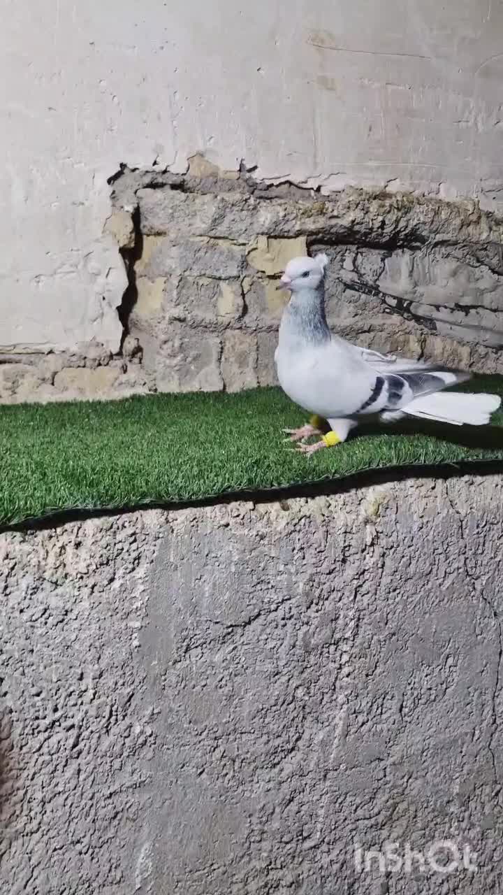 کفتر یا کبوتر کبود دمسفید نر|پرنده|تاکستان, |دیوار