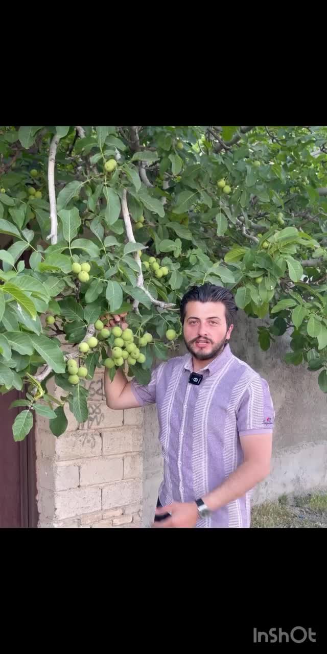 نهال گردو بادام بلوبری پسته در نهالستان فردا نهال|خدمات باغبانی و درختکاری|تهران, آذربایجان|دیوار