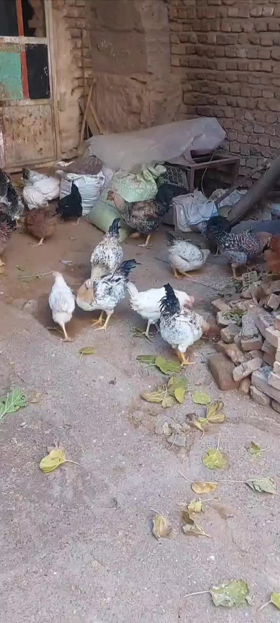 مرغ و خروس محلی|حیوانات مزرعه|ملک‌آباد, |دیوار