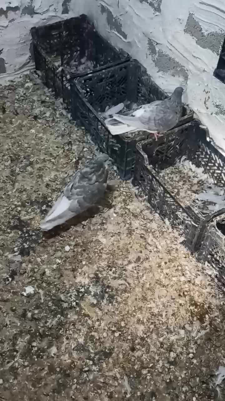 کفتر|پرنده|خنج, |دیوار