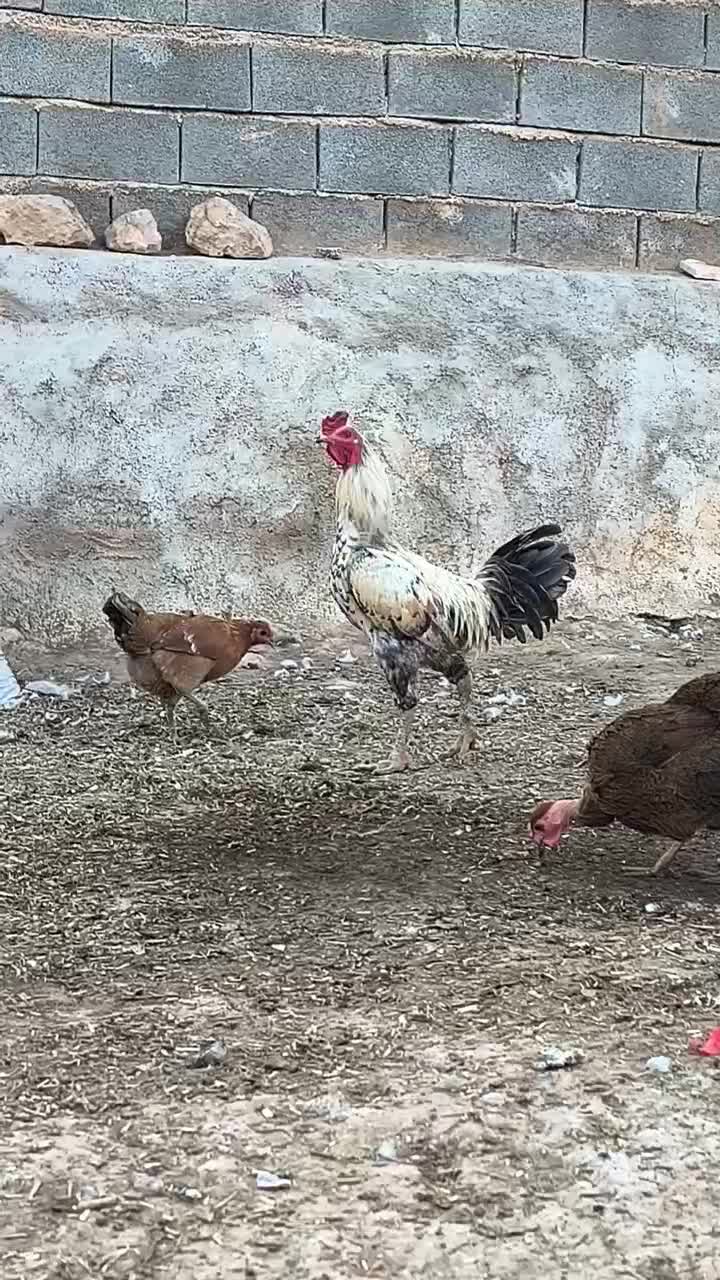 خروس لاری|حیوانات مزرعه|شیراز, کفترک|دیوار