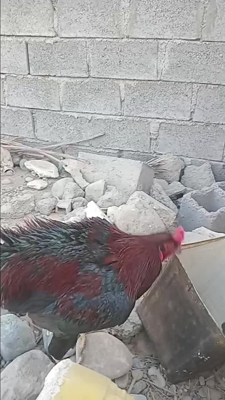 خروس چابهاری زات دار|حیوانات مزرعه|میناب, |دیوار