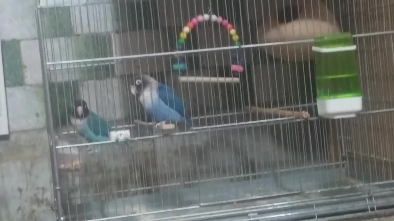 کتوله طوطی برزیلی|پرنده|ایرانشهر, |دیوار