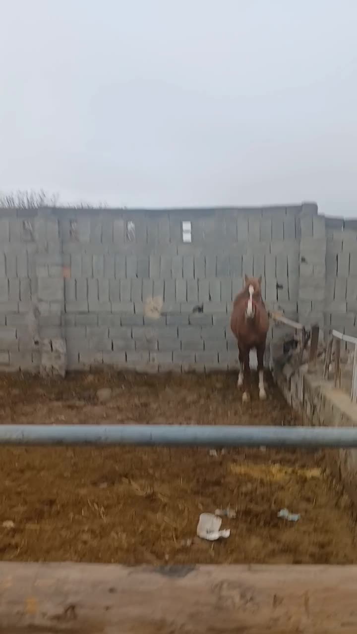 معامله یا فروش|اسب و تجهیزات اسب‌سواری|ماهان, |دیوار